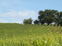 Cyklistická úniková hra - Znojemsko - cestou vinic