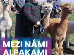 Mezi námi alpakami