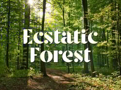 Ecstatic Forest | Jobbi Tao