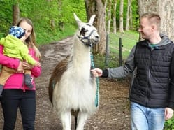 Lamatreking: Procházka s lamou Krkonoše - 3