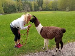 Lamatreking: Procházka s lamou Krkonoše - 3