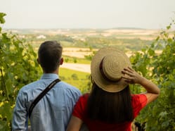 Letní piknik ve vinici