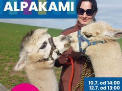 Mezi námi alpakami