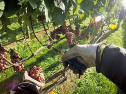 Školení – Práce ve vinici
