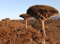 Spojené arabské emiráty a jemenská Sokotra
