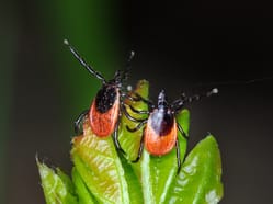 Samičky klíštěte obecného Ixodes ricinus. Foto: Jan Erhart