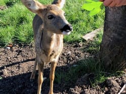 Zoocentrum Srdov - ideální místo pro milovníky přírody