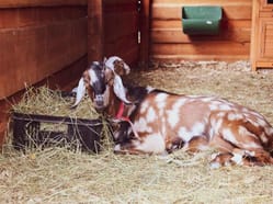 Staňte se ošetřovatelem ve Farmaparku u Toma