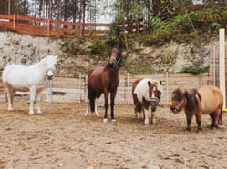 Staňte se ošetřovatelem ve Farmaparku u Toma