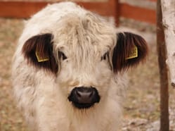 Staňte se ošetřovatelem ve Farmaparku u Toma