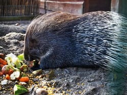 Staňte se ošetřovatelem ve Farmaparku u Toma