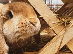 Staňte se ošetřovatelem ve Farmaparku u Toma