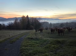 Místo budíku vás probudí bučení krav