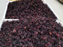 Na trhu lze zakoupit velmi levně sušený ibišek.