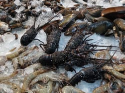 Rybí trh v Hurghadě.