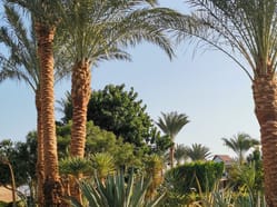 Kanárské ostrovy - nejteplejší jsou Fuerteventura a Gran Canaria.