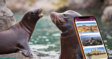 Venkovní hra Zlín – Objevujte tajemství lachtanů v Zoo Lešná