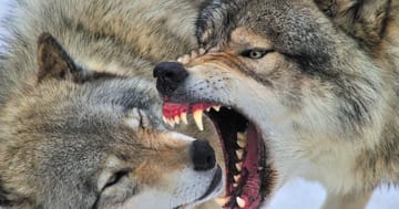 Vlci v Česku: Je opravdu důvod se bát? Co dělat při setkání