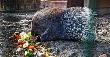 Staňte se ošetřovatelem ve Farmaparku u Toma – objevte kouzlo péče o zvířata