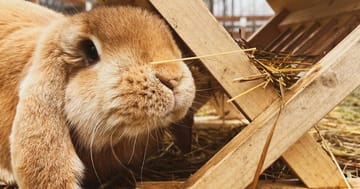VIP prohlídka Farmaparku u Toma – zažijte radost se zvířátky v přírodě
