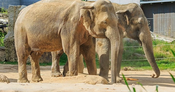 Sloni asijští v pražské ZOO.