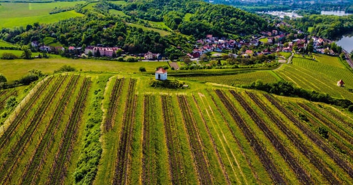 Žernosecký košt