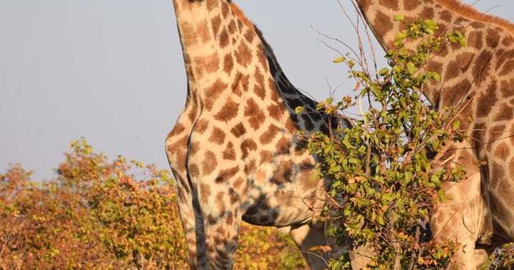 10 000 km napříč pěti státy jižní Afriky
