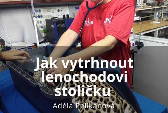 Jak vytrhnout lenochodovi stoličku