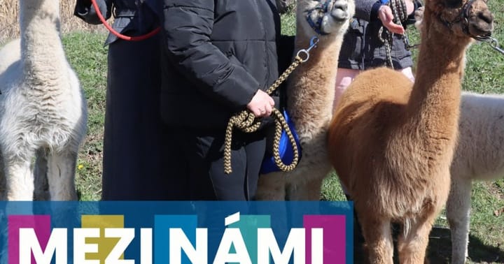 Mezi námi alpakami