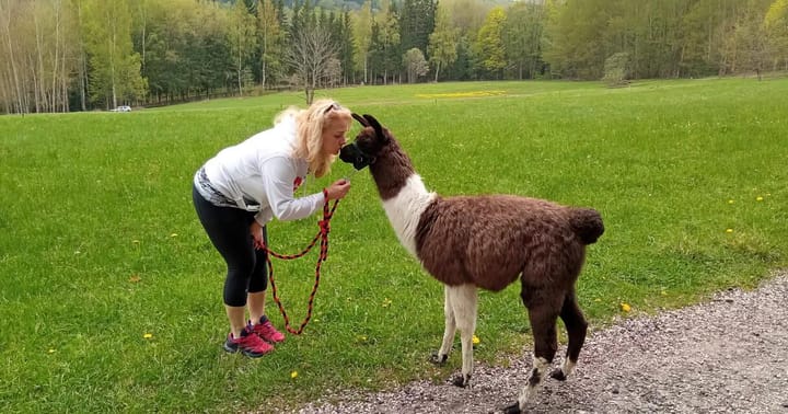 Lamatreking: Procházka s lamou Krkonoše - 3