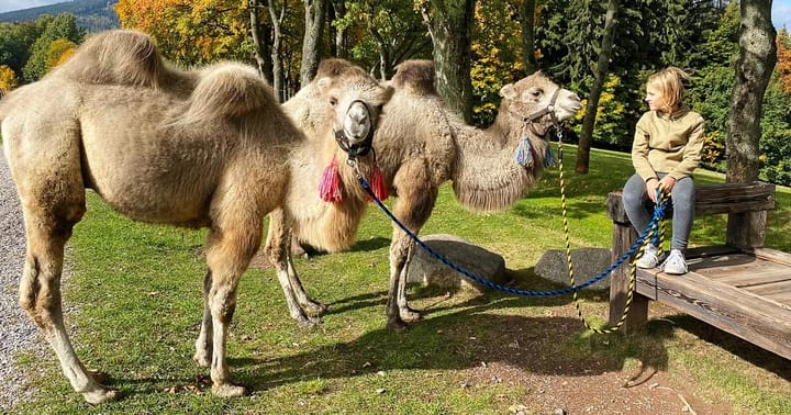 Cameltreking: Procházka s velbloudem - 3