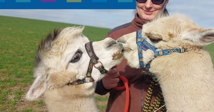 Mezi námi alpakami