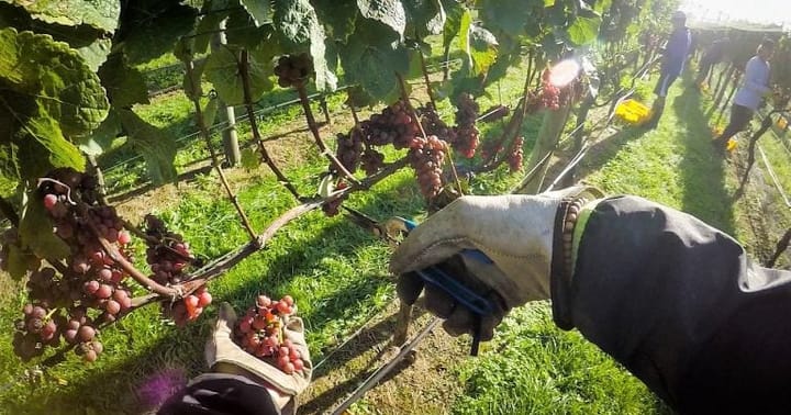 Školení – Práce ve vinici