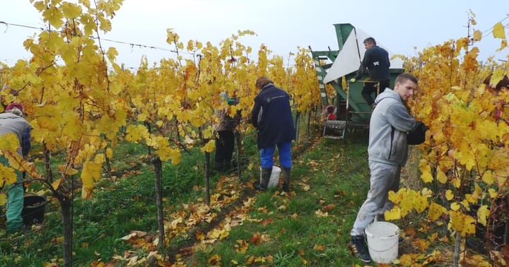 Školení – práce a činnosti ve Vinici