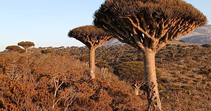 Spojené arabské emiráty a jemenská Sokotra