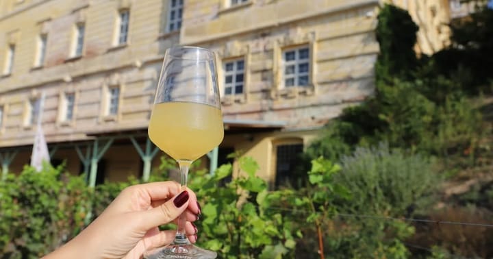 Vinobraní v Louckém klášteře