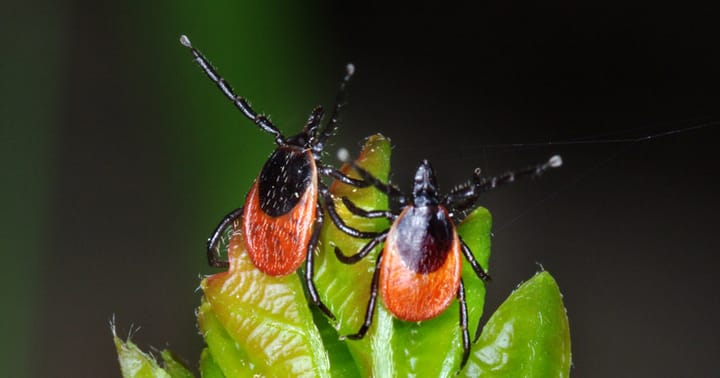 Samičky klíštěte obecného Ixodes ricinus. Foto: Jan Erhart