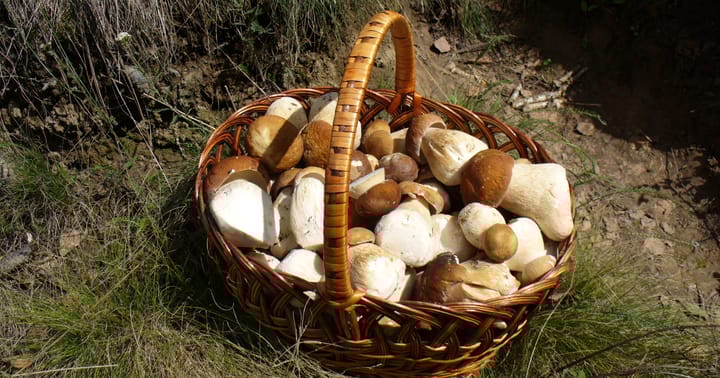 Košík plný hub