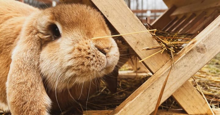 Staňte se ošetřovatelem ve Farmaparku u Toma