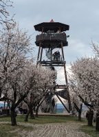Slavnosti mandloní a vína 2025 Hustopeče