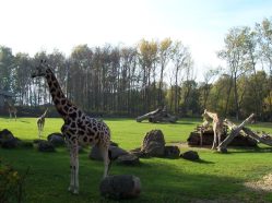 Výběh žiraf v ostravské ZOO.