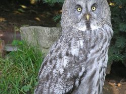 Puštík vousatý v ostravské ZOO.