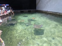 Zátoka rejnoků Zoo Zlín