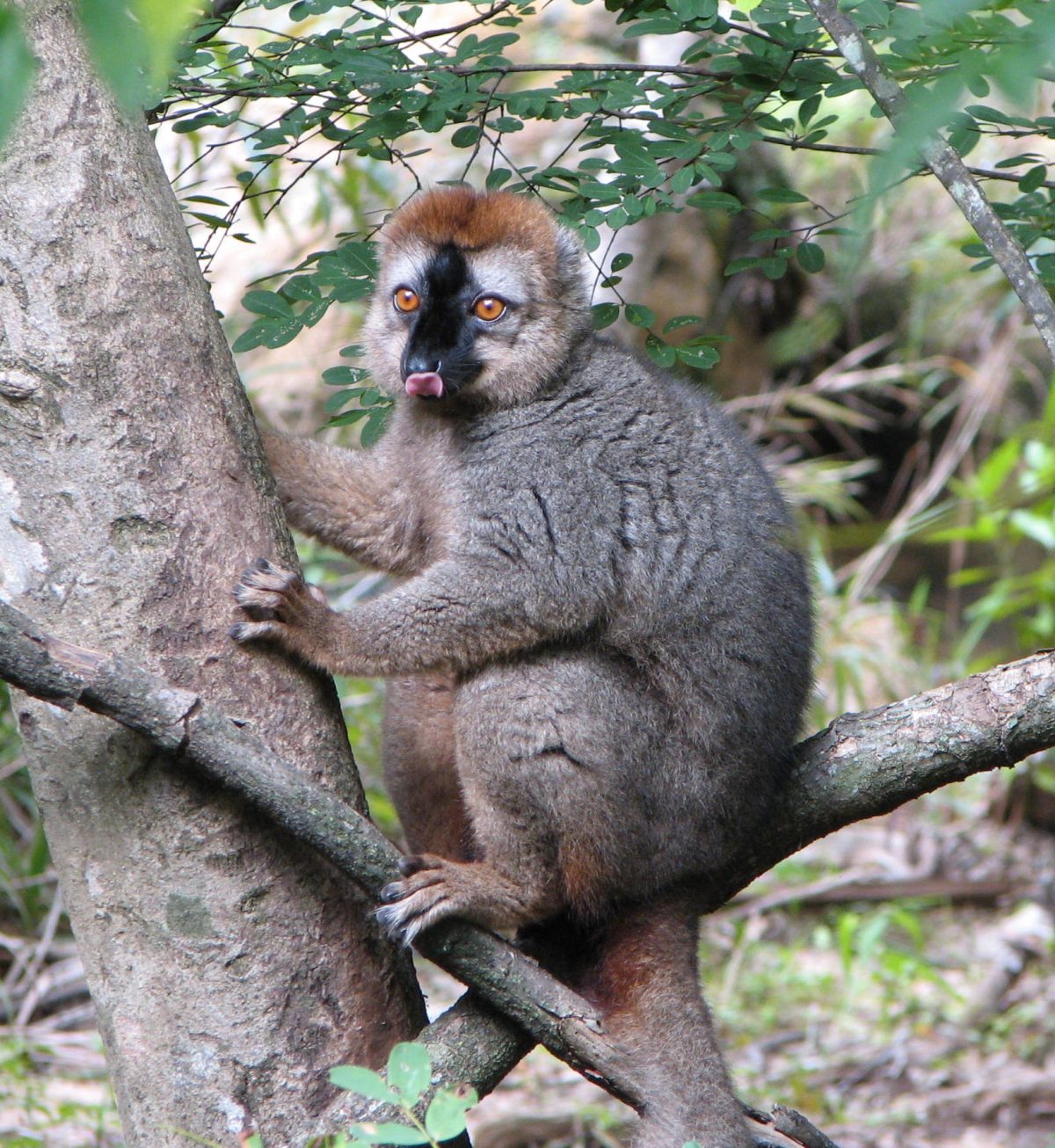 Lemur