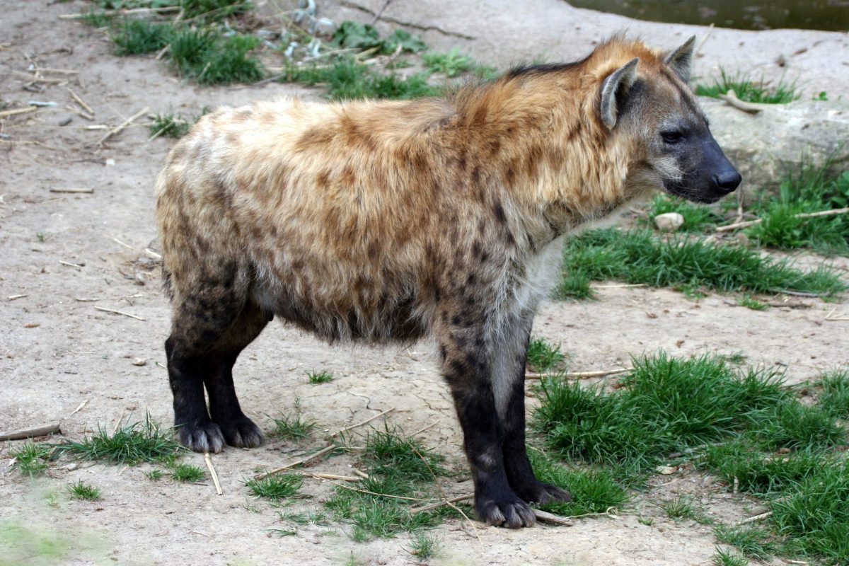 stojí hyena