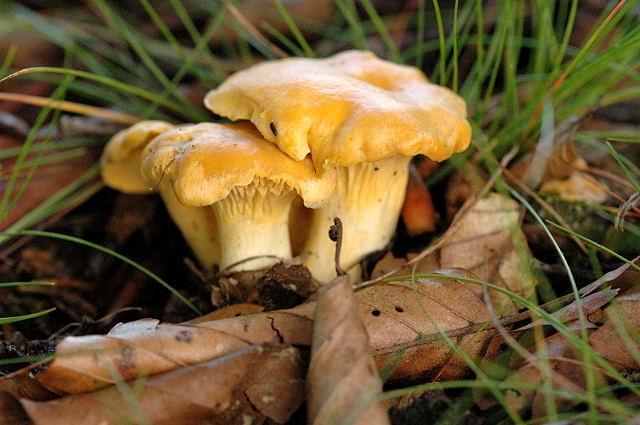 Liška obecná