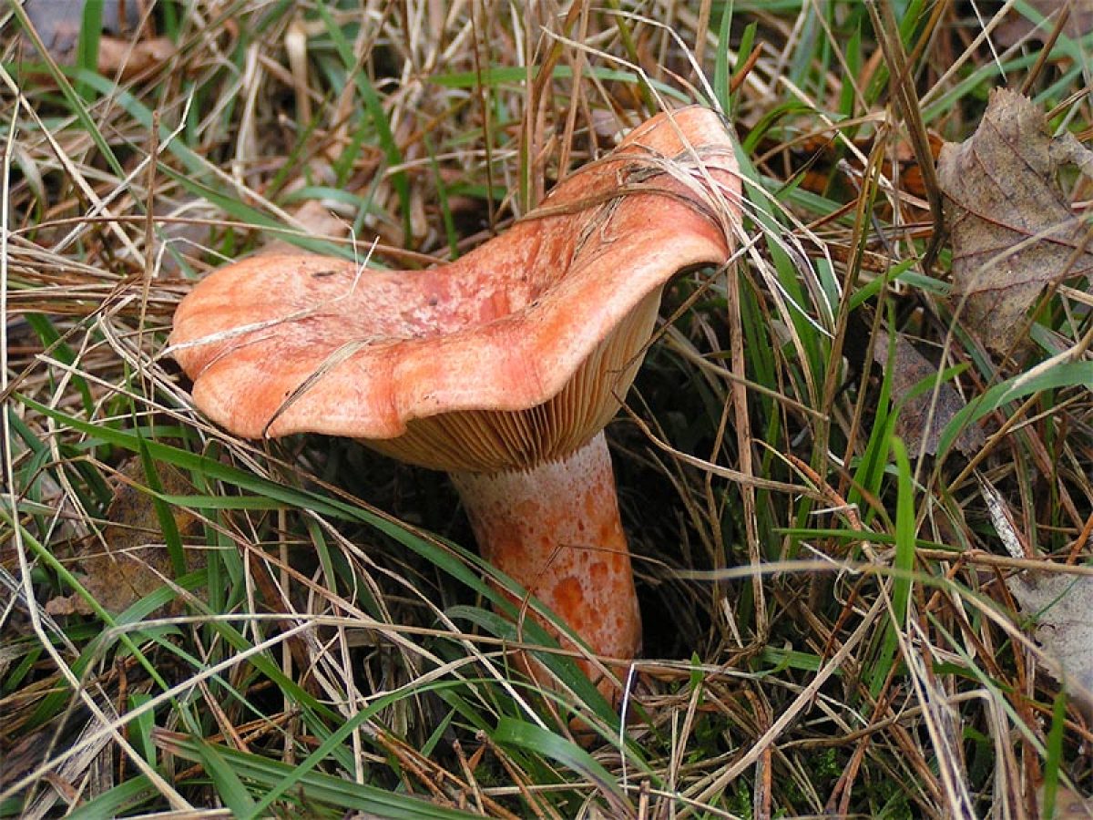 Ryzec pravý