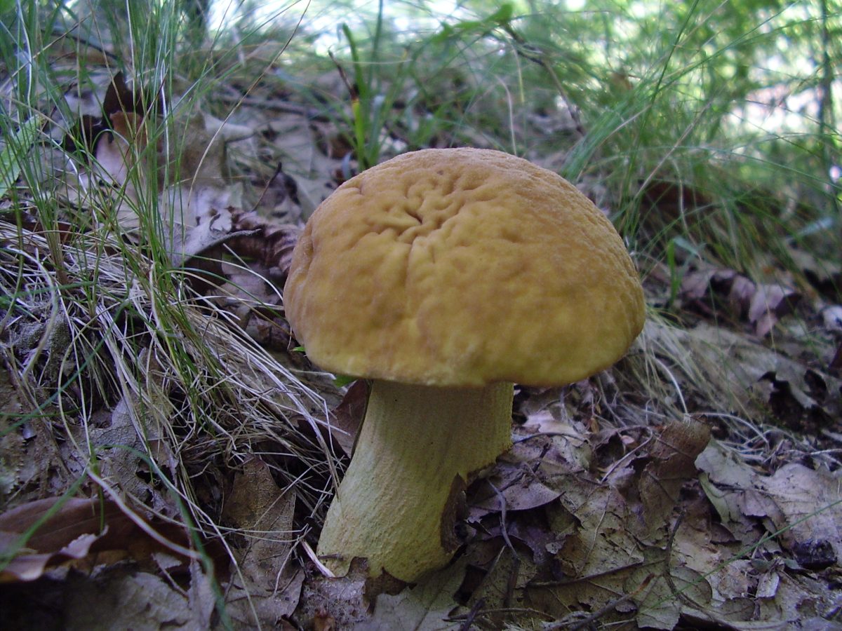 pohled na kozák dubový