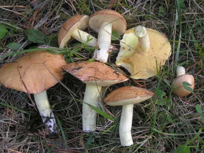 Klouzek zrnitý