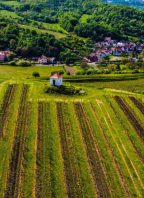 Velkožernosecké vinobraní